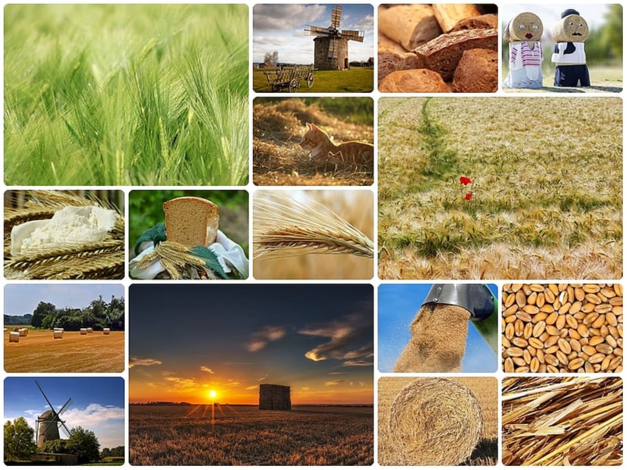 agriculture, collection, collage, photograph, wheat, field, farm, food, grain, bread