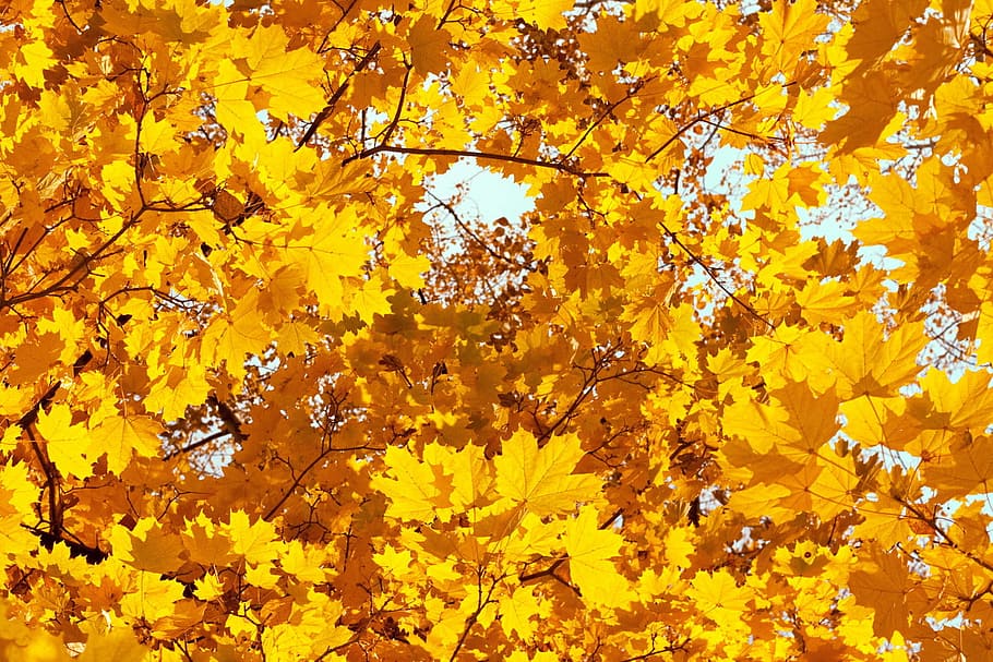 autumn, background, beautiful, bright, color, land, leaf, maple, nature, november