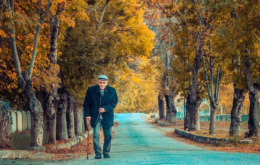 autumn, yellowing leaves, road, tea, the way of coffee, silver, gümüşhacıköy, the merzifon, amasya, culture