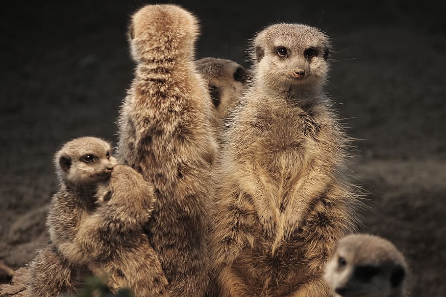 meerkat, família, quente, calor, mangusto, scharrtier, ausschau, engraçado, assistir, animal
