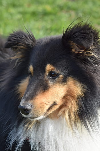 dog-dog-portrait-dog-shetland-sheepdog-shetland-sheepdog-tricolour-royalty-free-thumbnail.jpg