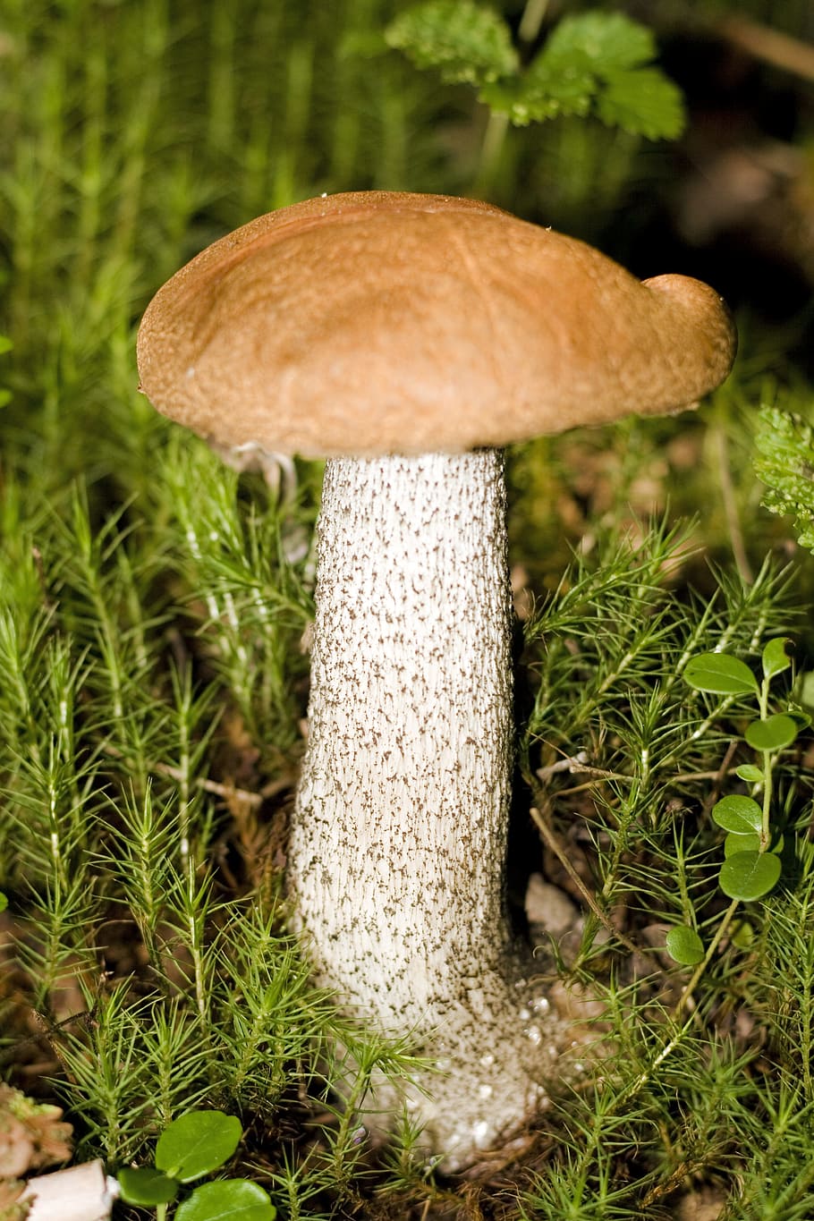 fungus, healthy, mushroom, nature, objects, organic, raw, vegetable, growth, plant