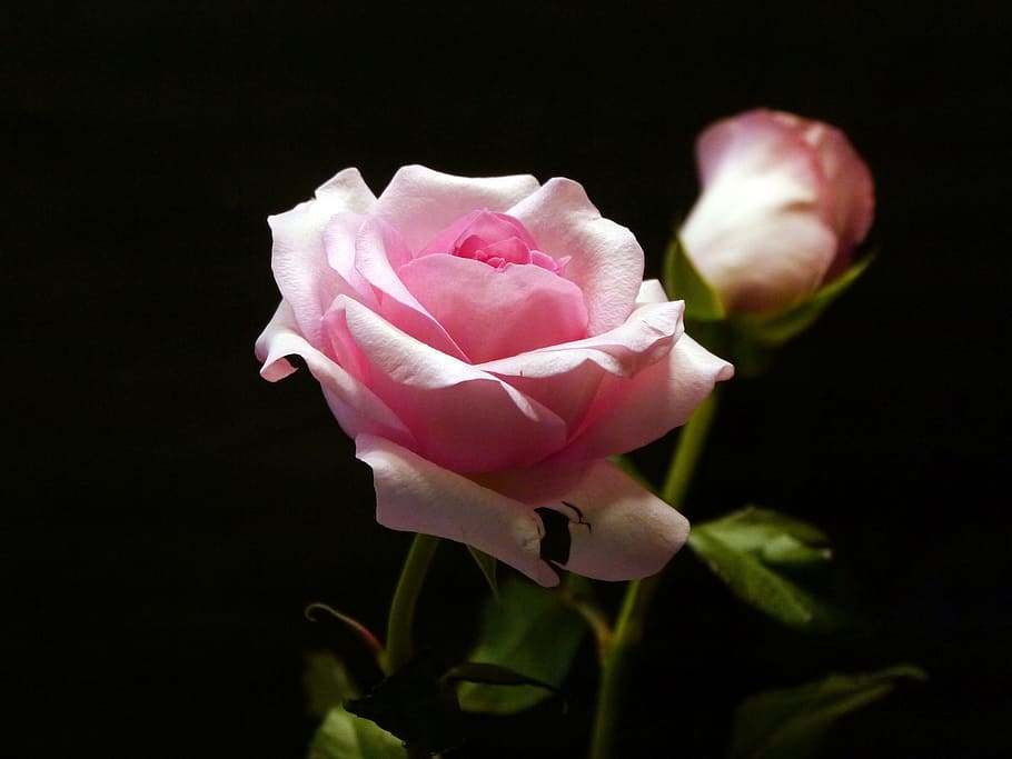 dua, merah muda, mawar, hitam, latar belakang., gambar bunga, gambar mawar, foto mawar, gambar mawar merah muda, mawar merah muda