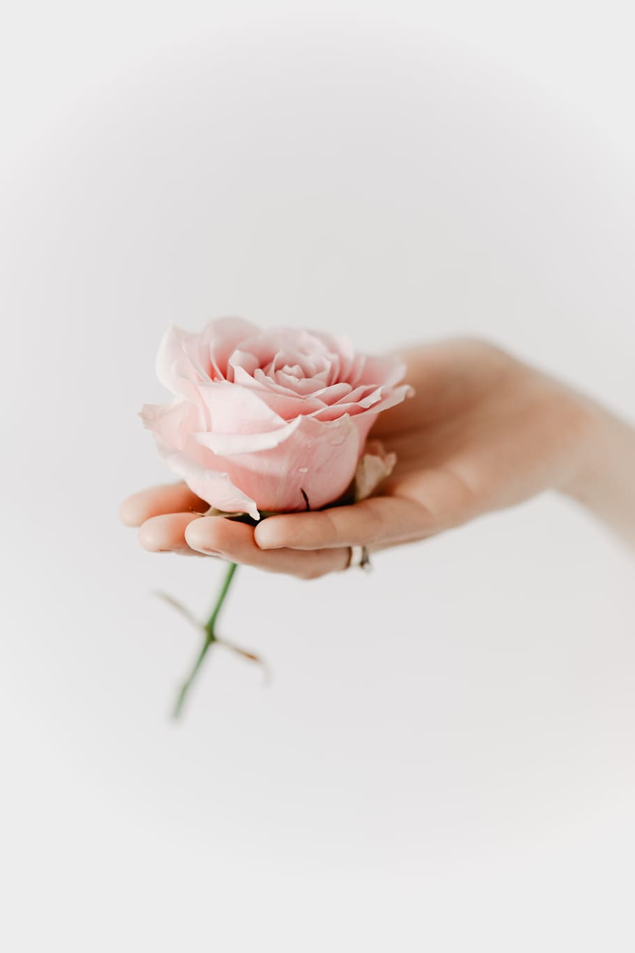 holding, pink, rose, flowers, roses, floral, human hand, hand, flower, studio shot