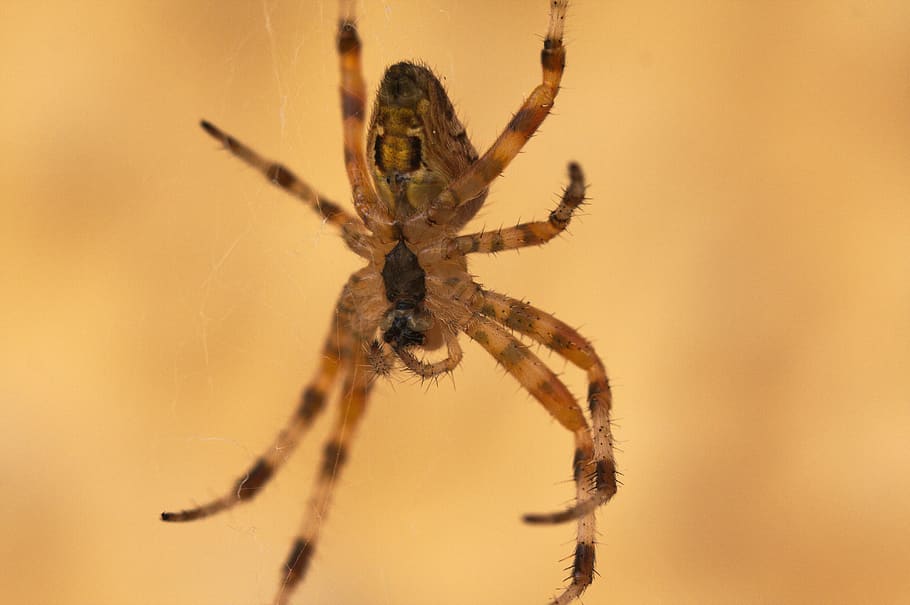 spider, arachnid, close up, macro, web, hairy, floating, close, garden, safety net