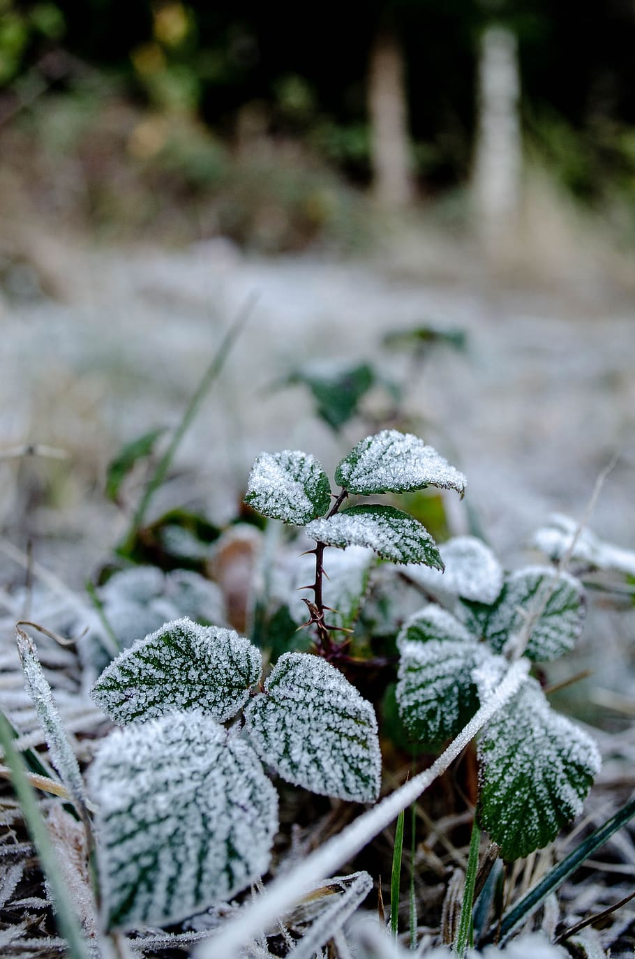 frost, berries, leaves, winter, ice, nature, snow, bush, plant, cold
