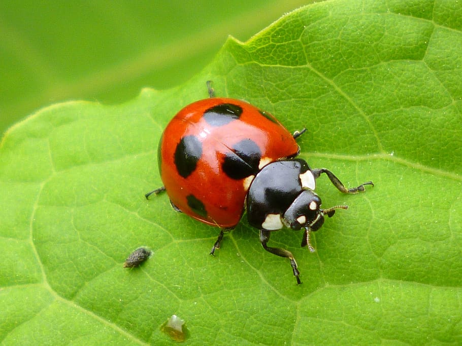 bug, beetle, natural, creatures, ladybird, ladybug, macro, leaf, plant part, animal wildlife