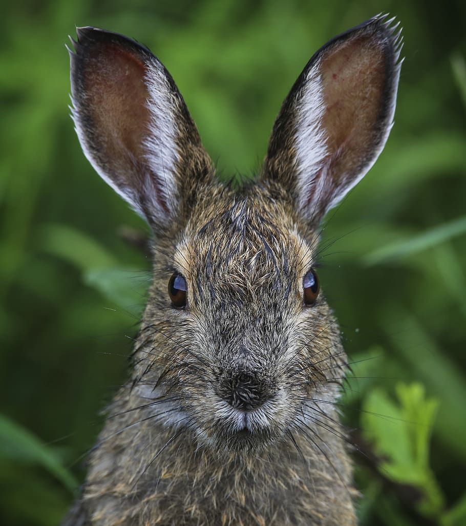 rabbit, wildlife, nature, bunny, cute, big ears, hare, outdoors, portrait, furry