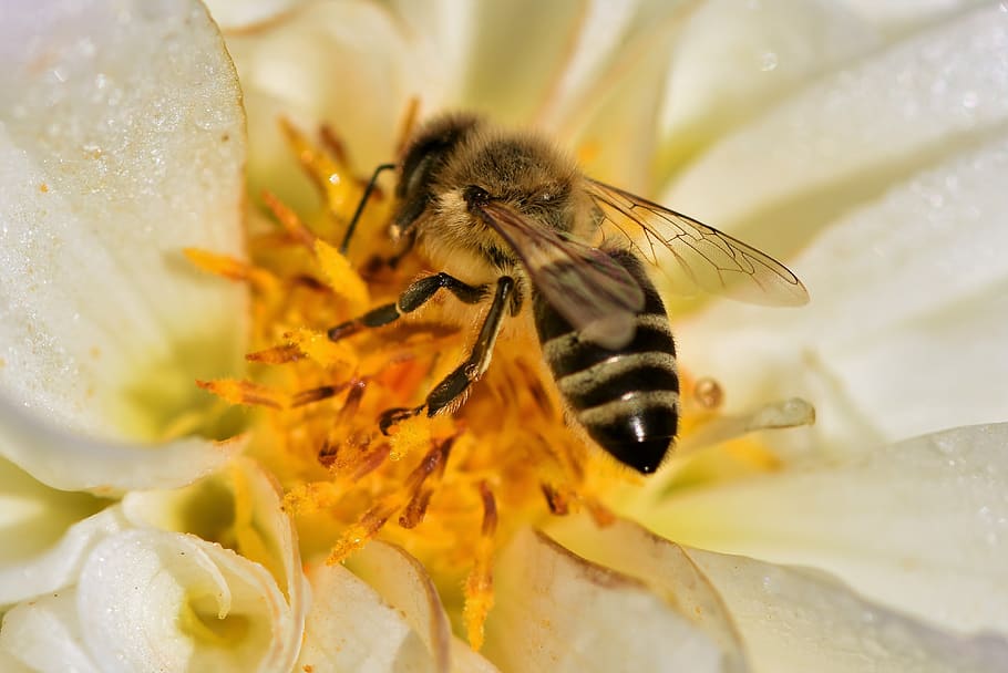 dahlia, blossom, bloom, flower, bee, honey bee, pollen, insect, nectar, animal