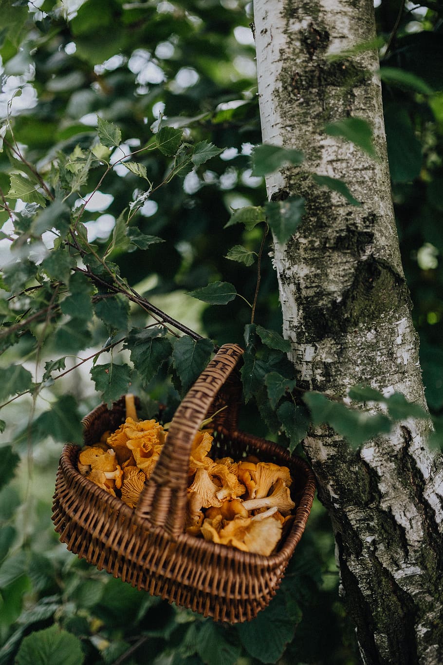 memetik, jamur chantarelle, kayu, chantarelle, jamur, jamur yang dapat dimakan, jamur kuning, musim gugur, tanaman, batang