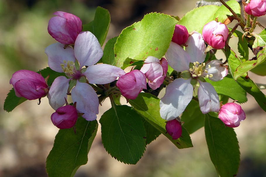 merah muda, bunga, pohon crabapple, pohon., bunga apel, bunga apel bunga, bunga pohon apel, crabapple berbunga, bunga mekar, gambar bunga apel