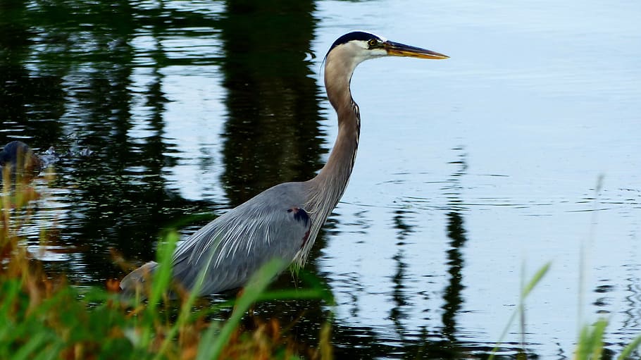 bird, fisherman, nature bayou, louisiana, marsh, water, blue, morning, plants, wild