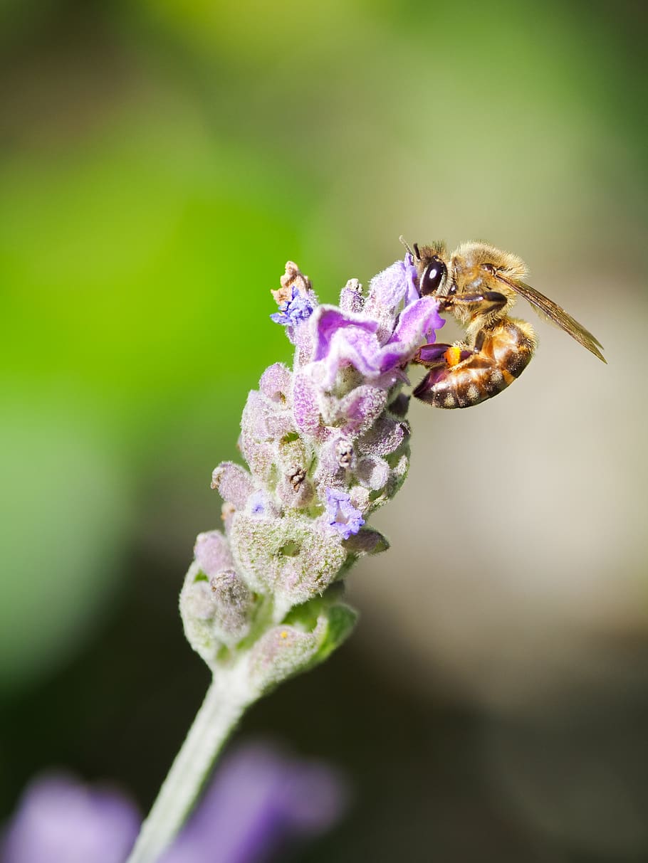 lebah madu, lebah, bunga, serangga, alam, makro, musim panas, madu, serbuk sari, berwarna merah muda