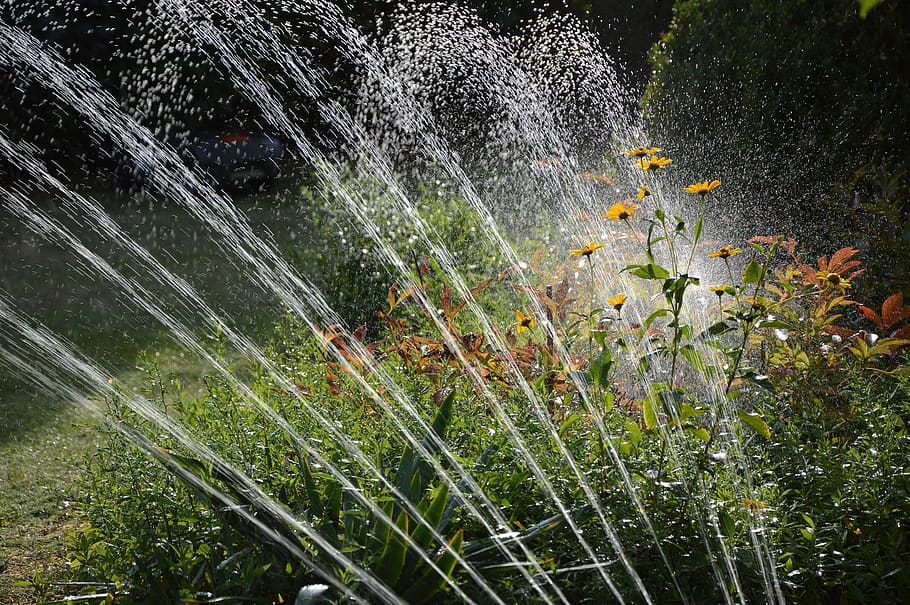 garden, irrigation, water, sprinkler, drop of water, artificial, inject, plant, growth, beauty in nature