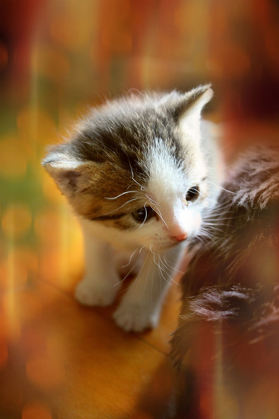 kitten, animal, cute, cat baby, baby cat, small cats, cat, photo manipulation, cat portrait, domestic