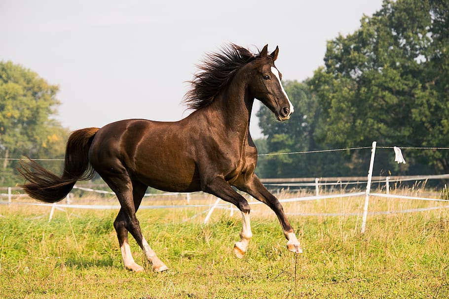 horse, gallop, american saddlebred, animal, ride, canter, coupling, meadow, grass, fence