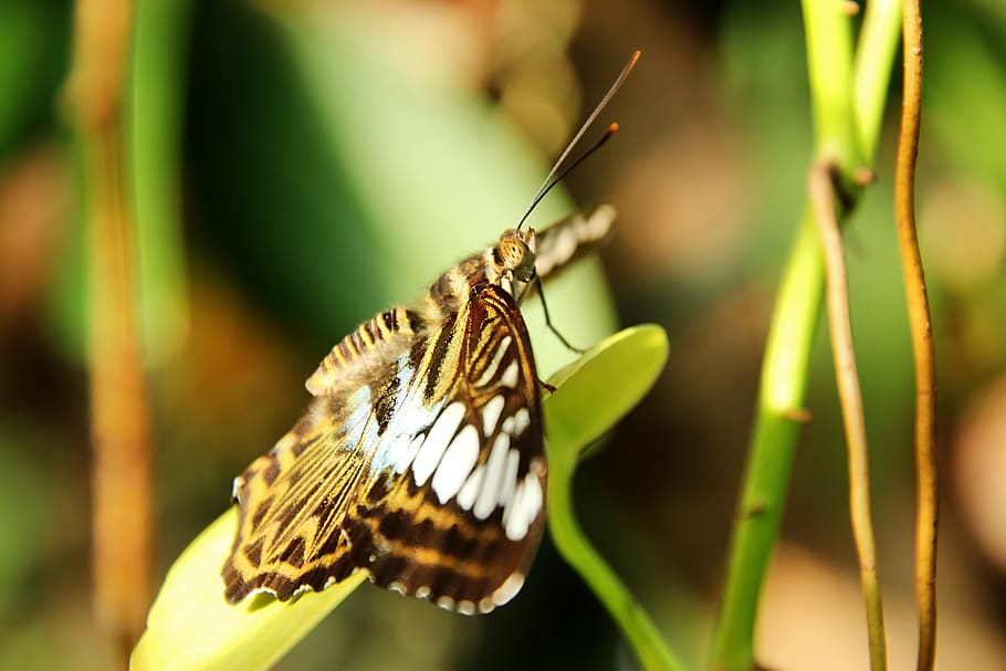 sailor, clipper, butterfly, brown, insect, wing, yellow, macro, nature, tropical