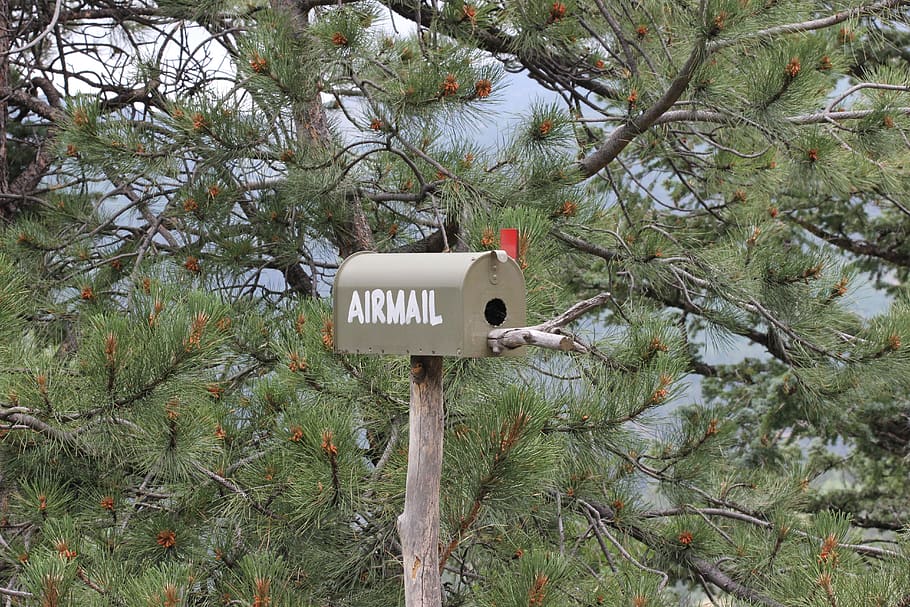 correio aéreo, correio tradicional, primeira classe, árvores, floresta, correio, caixa de correio, árvore, plantar, comunicação