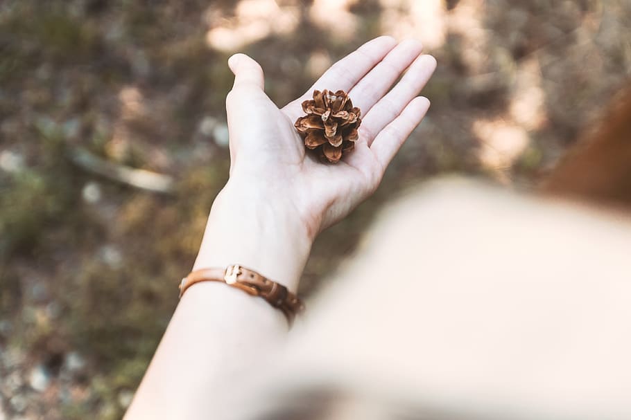 pine cones, hand, pine forest, human hand, human body part, one person, holding, day, animal wildlife, nature
