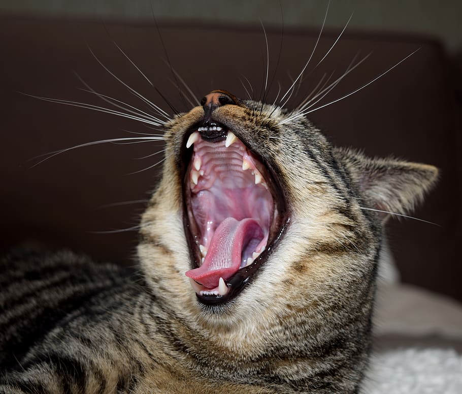 cat, animal, mammal, portrait, foot, tooth, domestic cat, yawn, one animal, mouth open