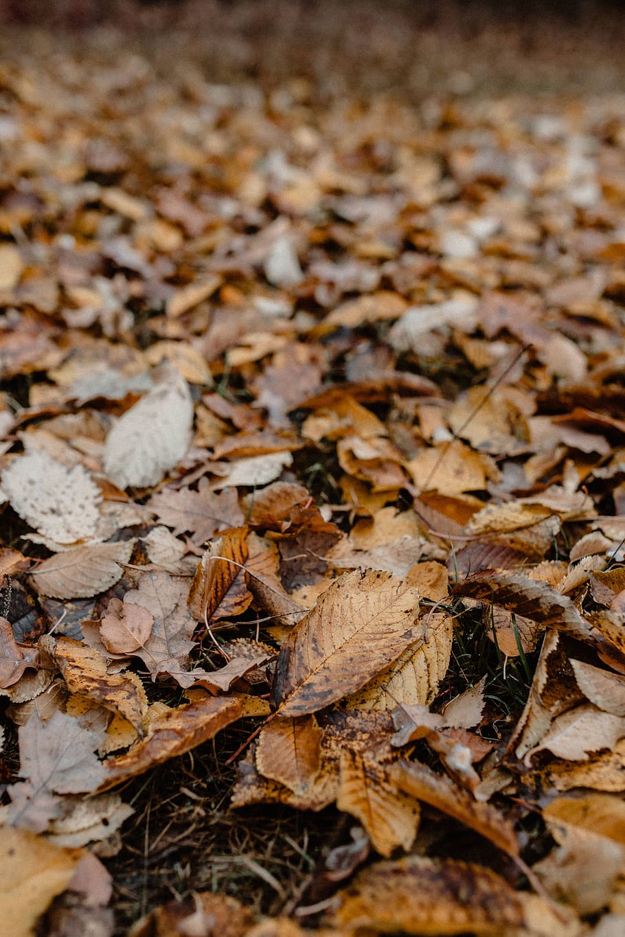 outono, andar, floresta, nevoeiro, tempo, novembro, bosques, folha, parte da planta, seco