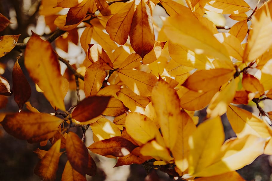 amarillo, hojas, magnolia, otoño, naranja, naturaleza, hoja, cambio, parte de la planta, primer plano