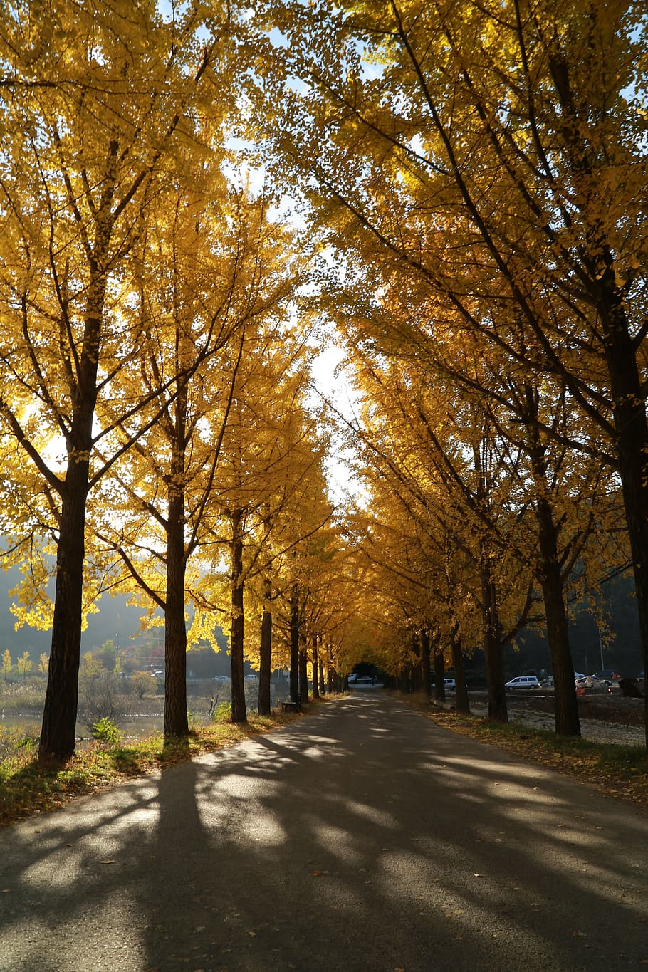 ginkgo, autumn leaves, morning, autumn, ginkgo leaf, yellow, leaves, the leaves, tree, plant