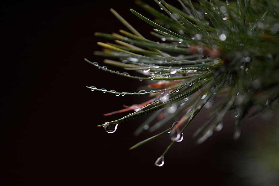 conifer, raindrop, drop of water, branch, evergreen, beaded, macro, drip, rain, wet