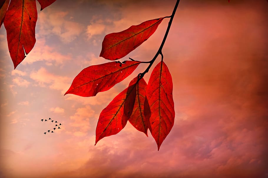 autumn leaf, vein, pattern, twig, foliage, colorful, skies, pink, sunset, red