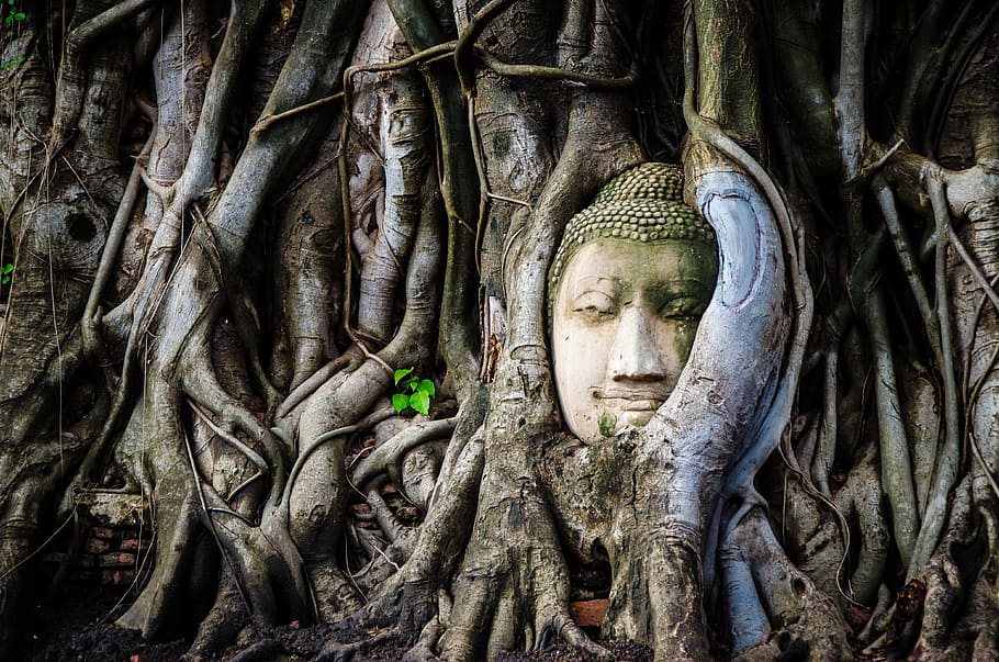 estátua de buda, coberta de vegetação, raízes de árvores, budismo, buda, estátua, religião, ásia, asiático, budista