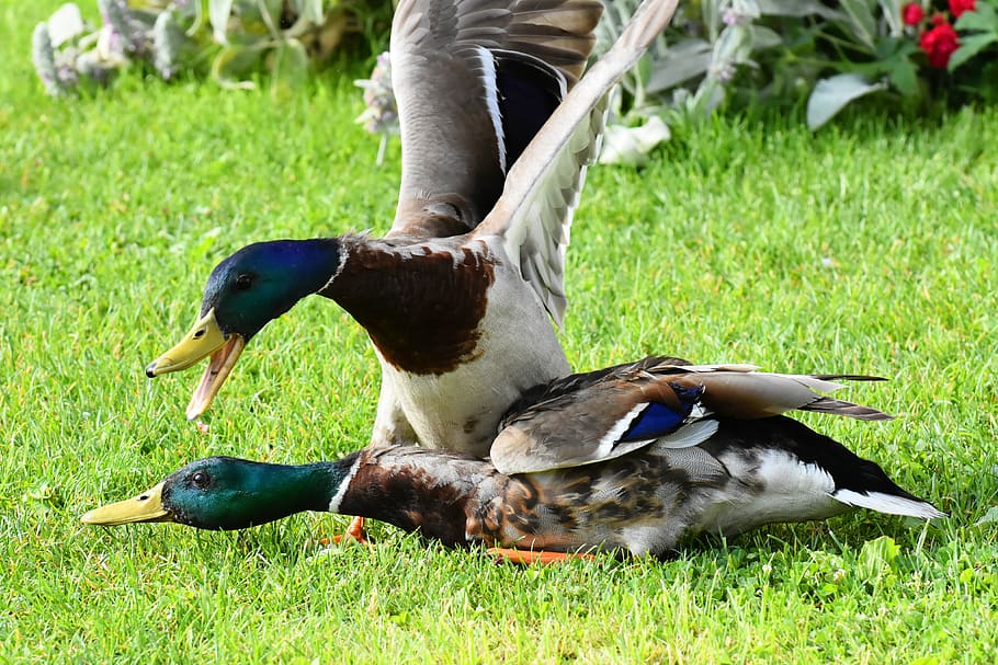 ducks, to stick with, argue, fight, waterfowl, animal themes, vertebrate, animal, bird, grass