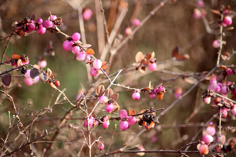bush, hedge, pink beads, plants in winter, figure, berries, dashing, pink color, plant, flower