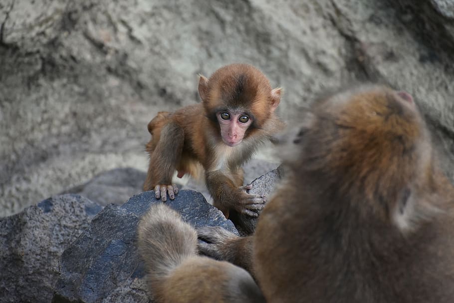 parque, macaco, bebê macaque japonês comendo folhas, filho pai, natural, paisagem, viagem, primata, mamífero, animais selvagens