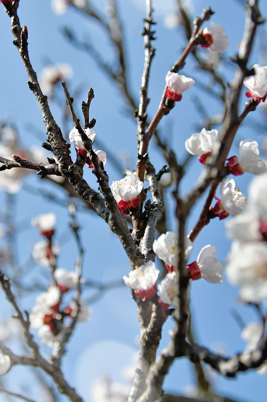 primavera, flor de cerejeira, flor, flor branca, filial, floresce em, madeira, broto, cereja, flores
