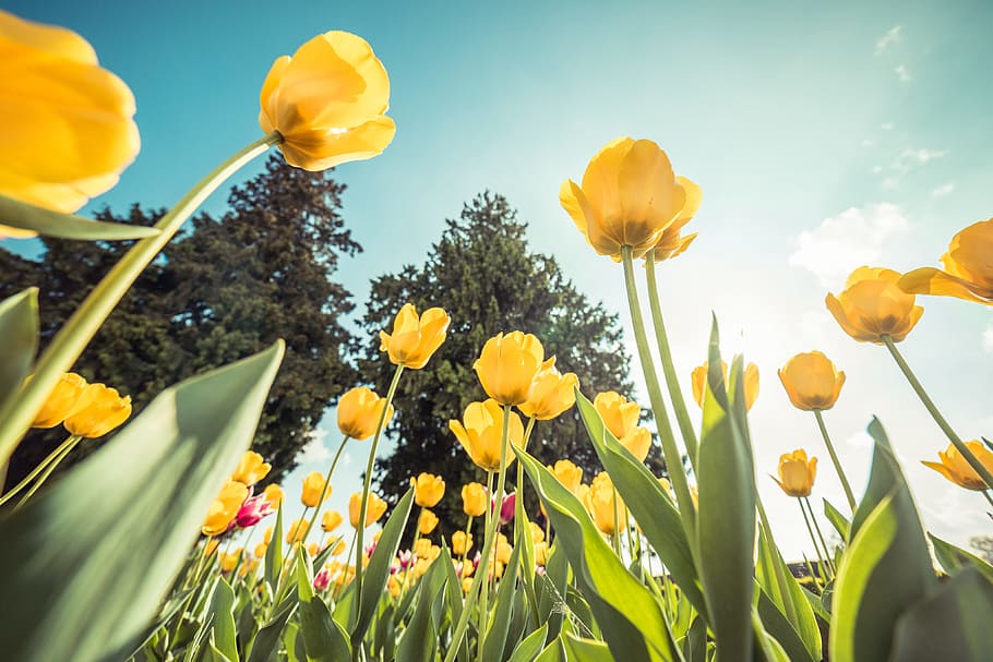 amarillo, tulipanes, brillante, cielo, flores, azul, jardinería, jardines, naturaleza, sol