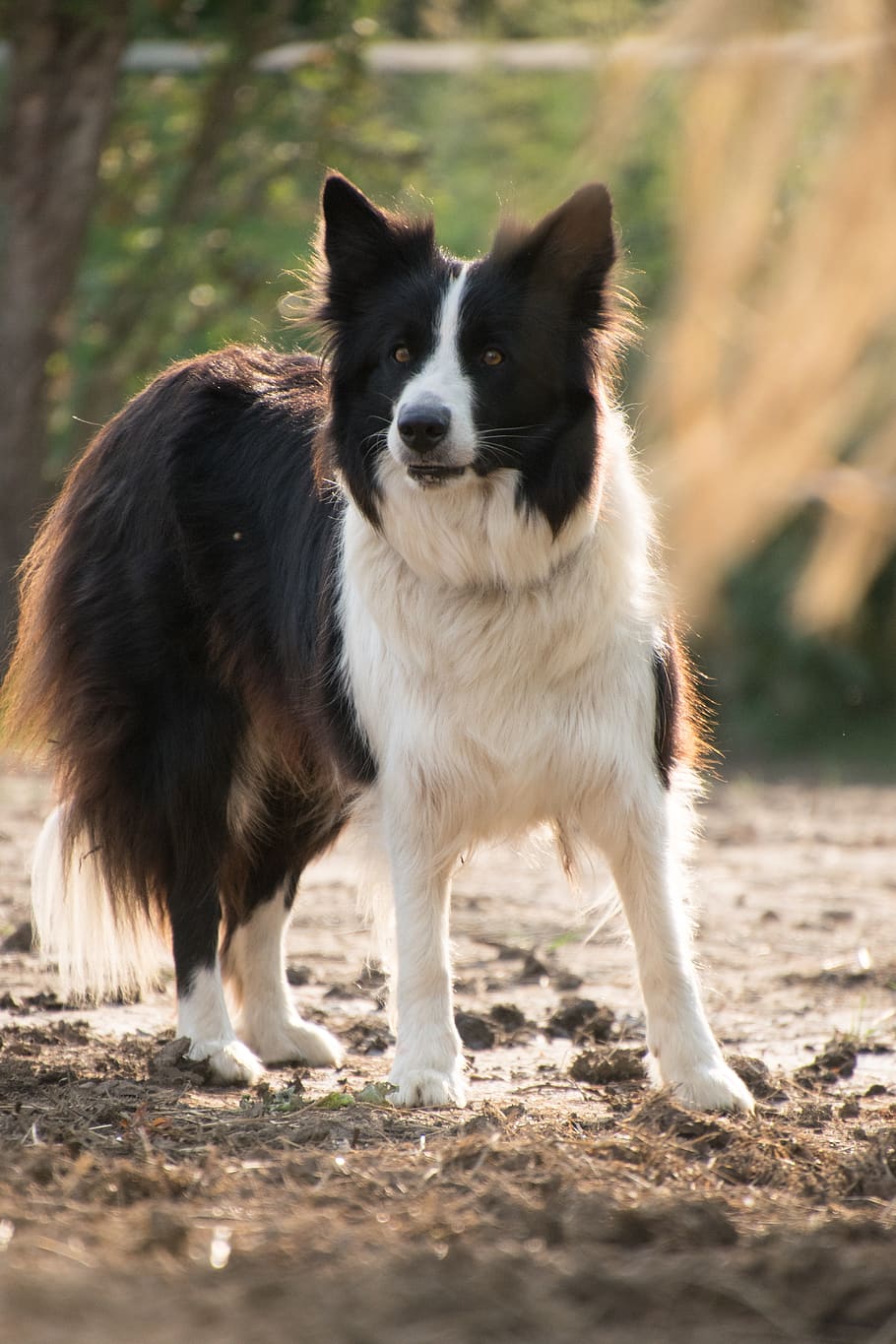 border collie, dog, animal, nature, patched, one animal, mammal, domestic, canine, animal themes