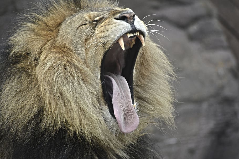 lion, wildlife, forest, woods, brown, cat, fur, roar, fangs, tongue