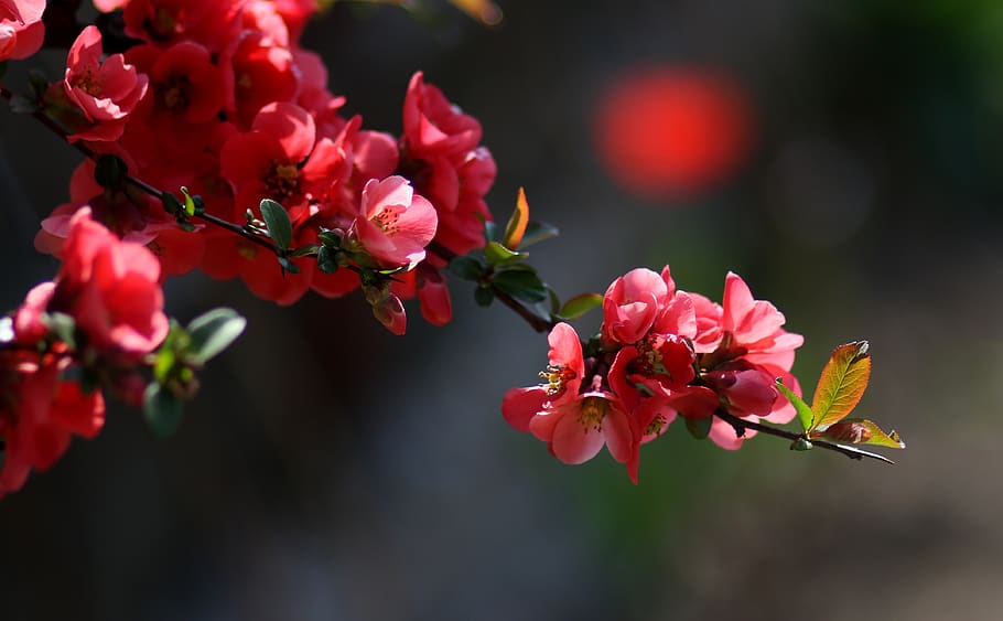 flores, rojo, casey, árbol, arbusto, suministros, primavera, flora, color, floreciente