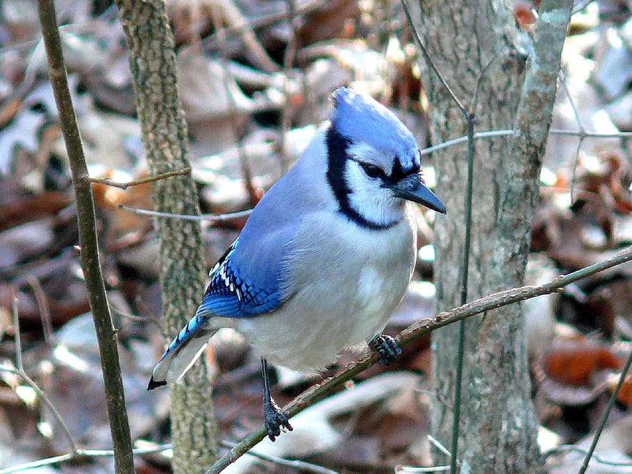 blue jay, bird, feather, wildlife, songbird, perched, nature, branch, colorful, animal themes
