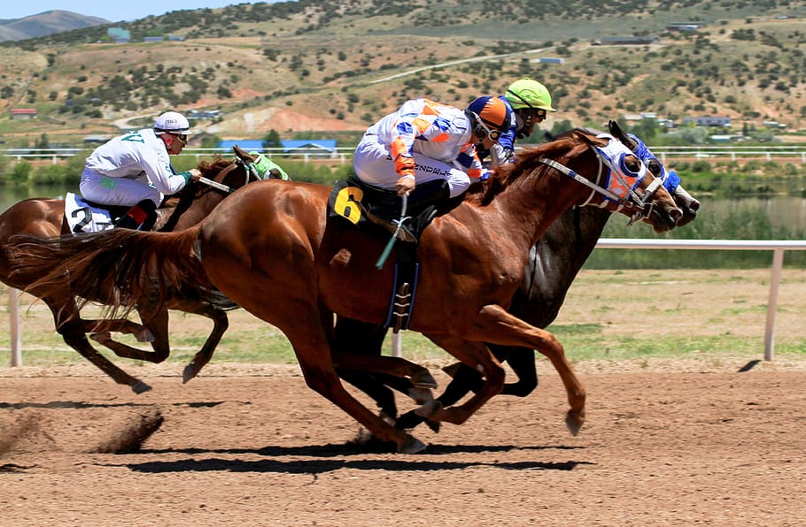 horse racing, track, jockey, sport, horses, rider, equestrian, race, speed, racehorse