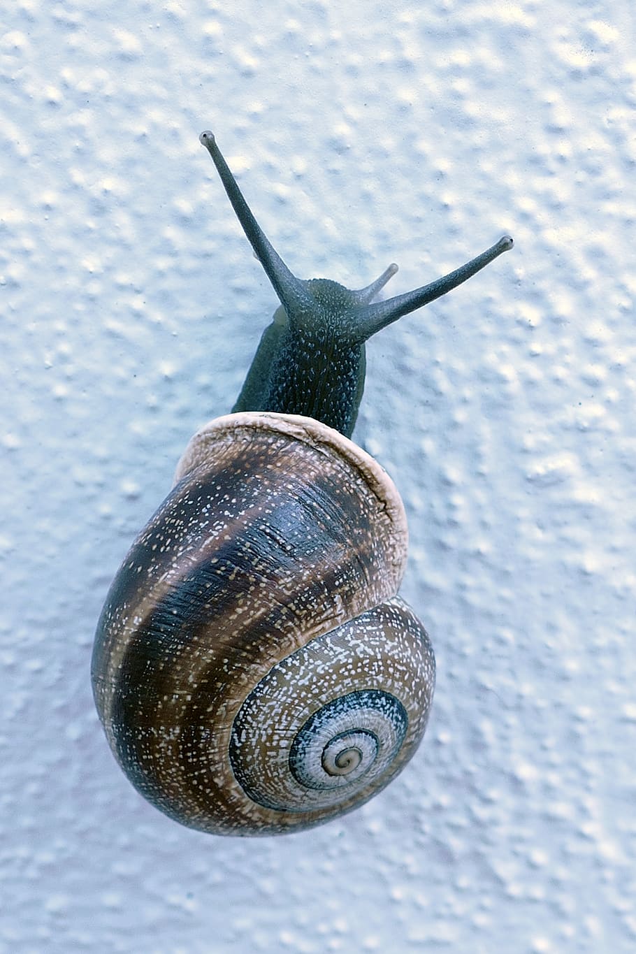 snail, mollusc, huisjesslak, cochlea, feeler, slow, slowly, crawling, gastropod, one animal