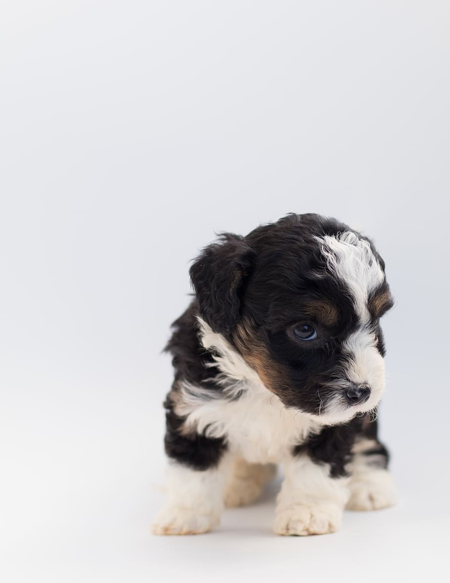 dog, puppy, doodle, poodle, bernese mountain dog, pets, domestic, one animal, mammal, domestic animals