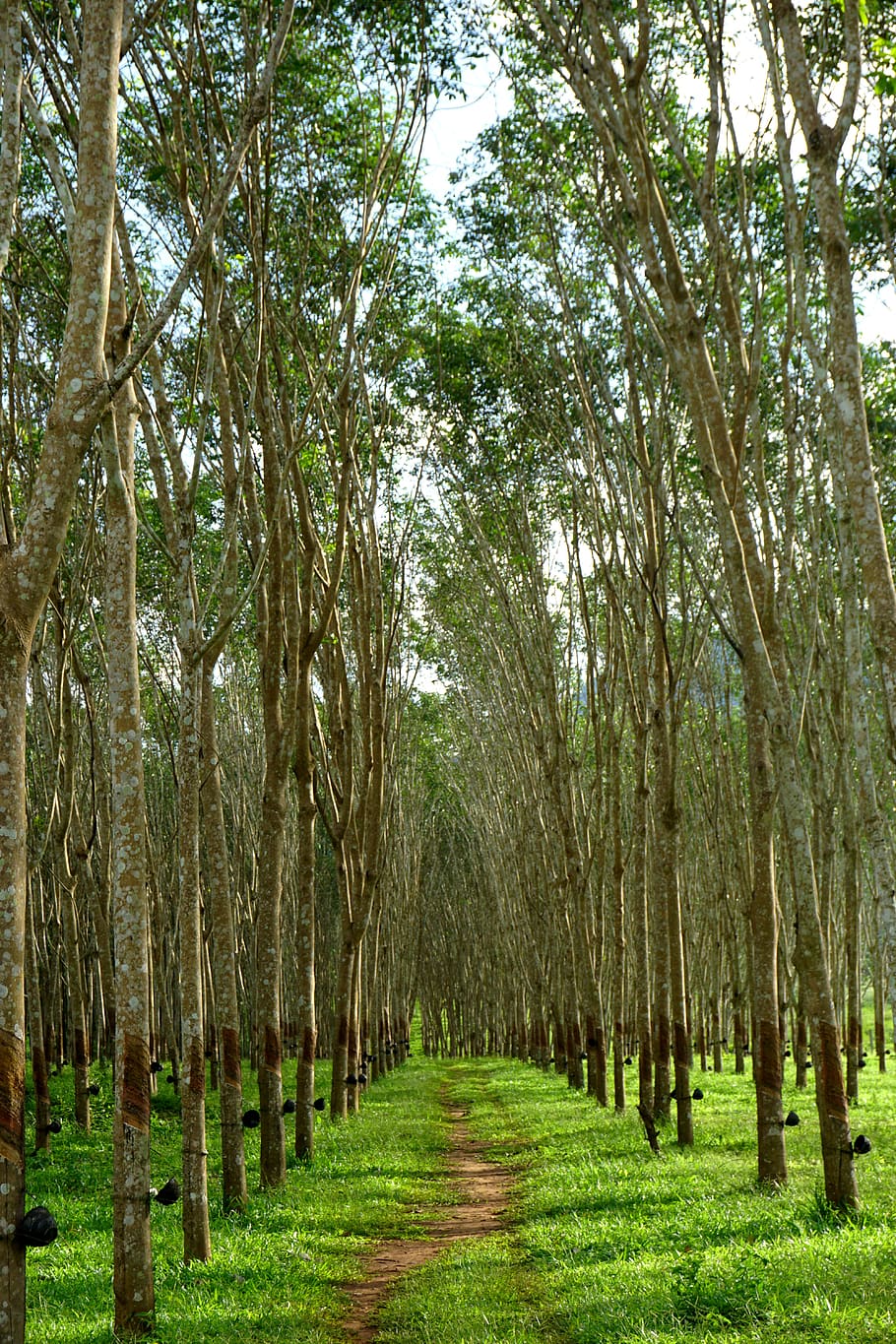 seringueira, seringueiras, borracha, árvore, látex, plantação, kanchanaburi, tailândia, plantar, tranquilidade