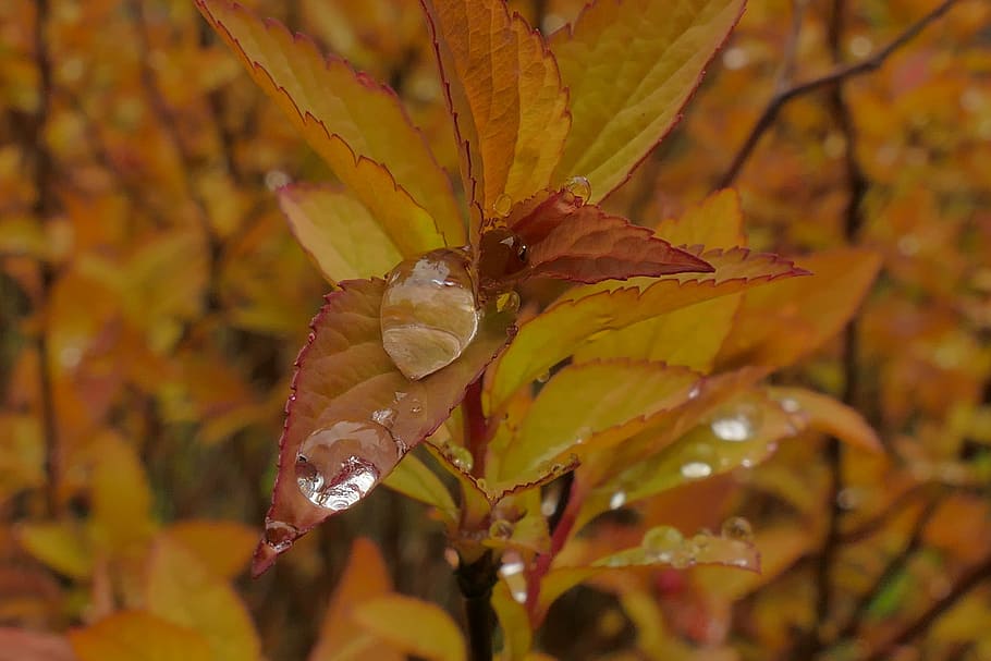 dew, rain, drop, water, garden, plant, leaf, autumn, plant part, beauty in nature
