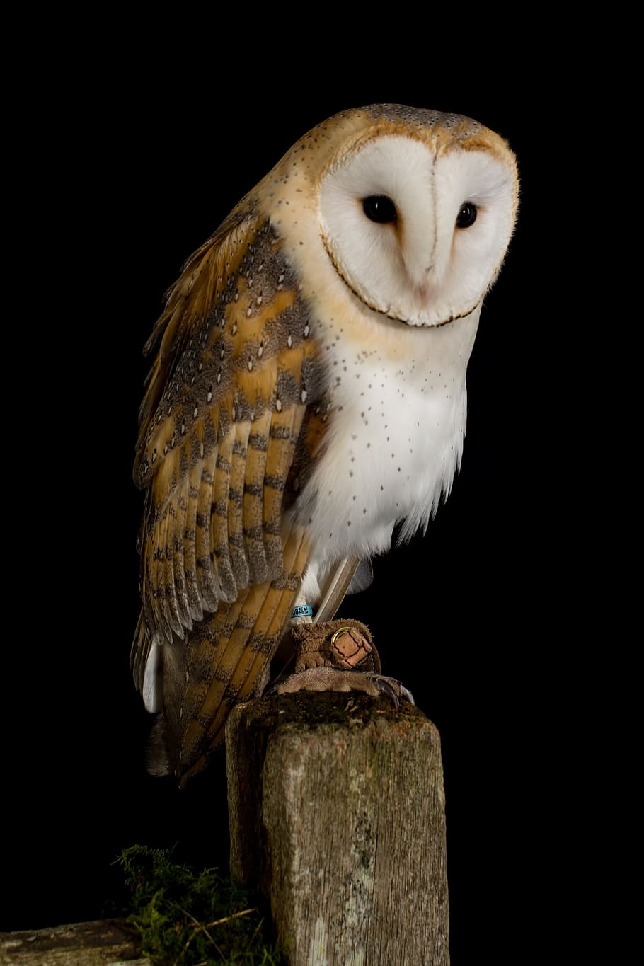 owl, bird, animal, nature, feather, portrait, wildlife, feathers, nocturnal, perched