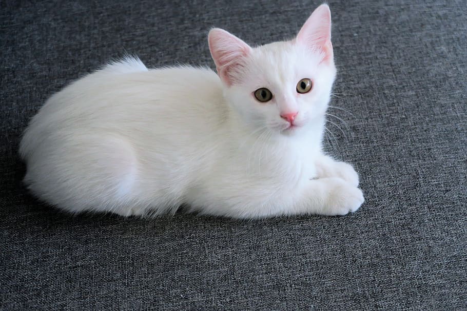 cat, animal, eyes, cute, pets, puppies, little, mammal, white, domestic