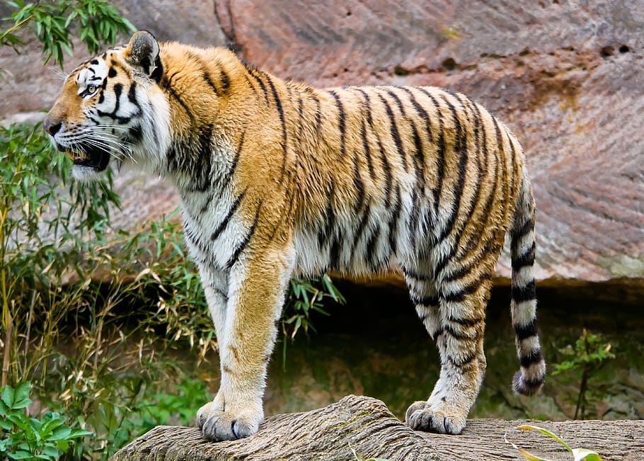 tigre, gato grande, gato, predador, perigoso, tigre siberiano, bigodes, orgulho, jardim de infância nürnberg, temas animais