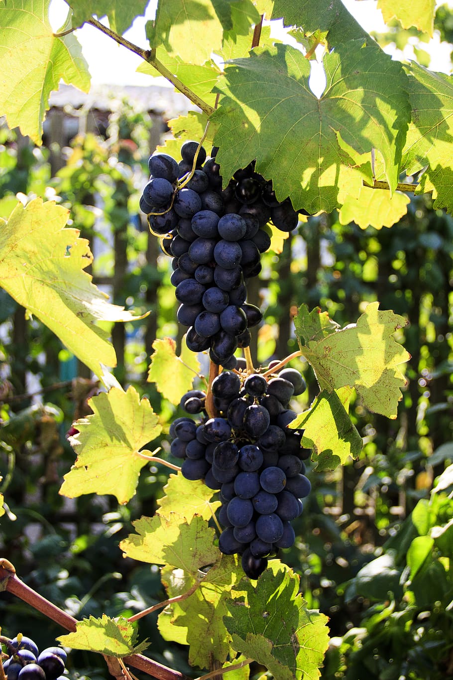grapes, moldova, wine, travel, traditional varieties, plant, fruit, healthy eating, growth, leaf