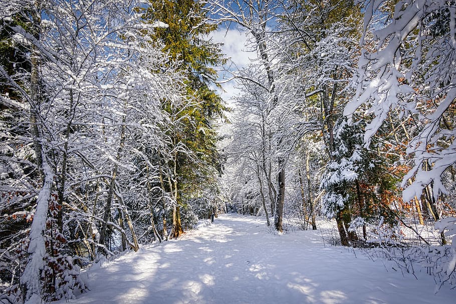 invierno, nieve, naturaleza, paisaje, invernal, árbol, frío, nevado, blanco, bosque