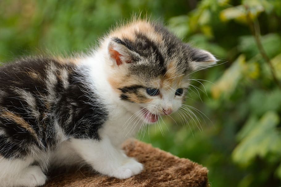 kitten, cat, feline, cute, animals, adorable, fur, kitty, mammals, hairy